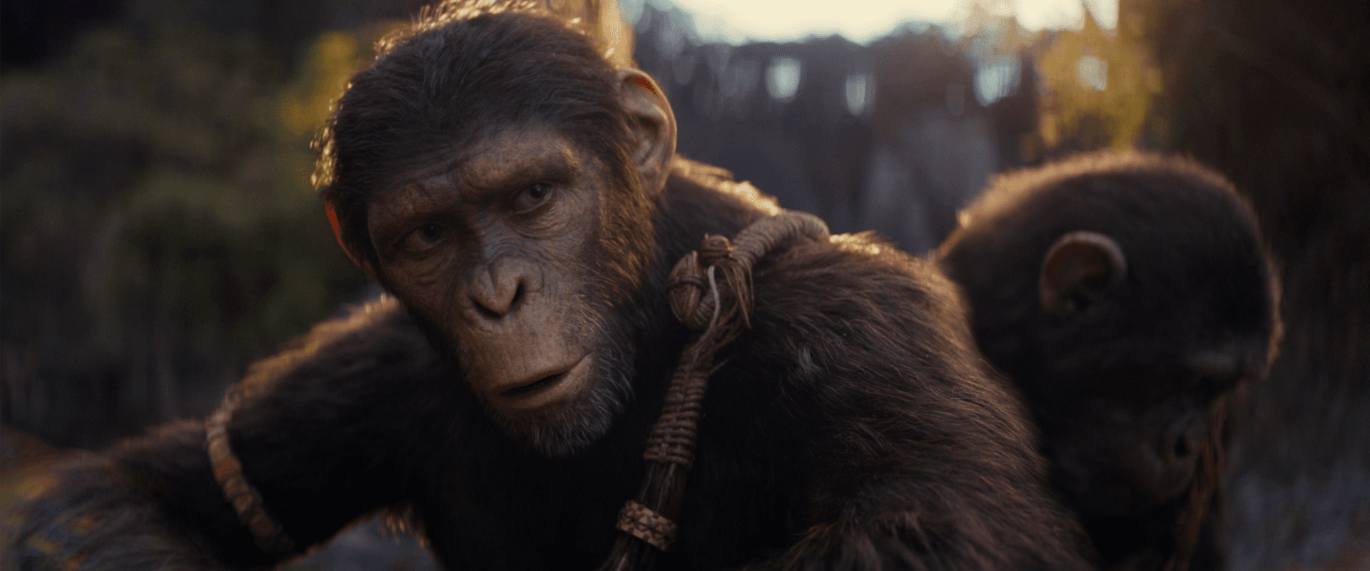 Kingdom of the Planet of the Apes