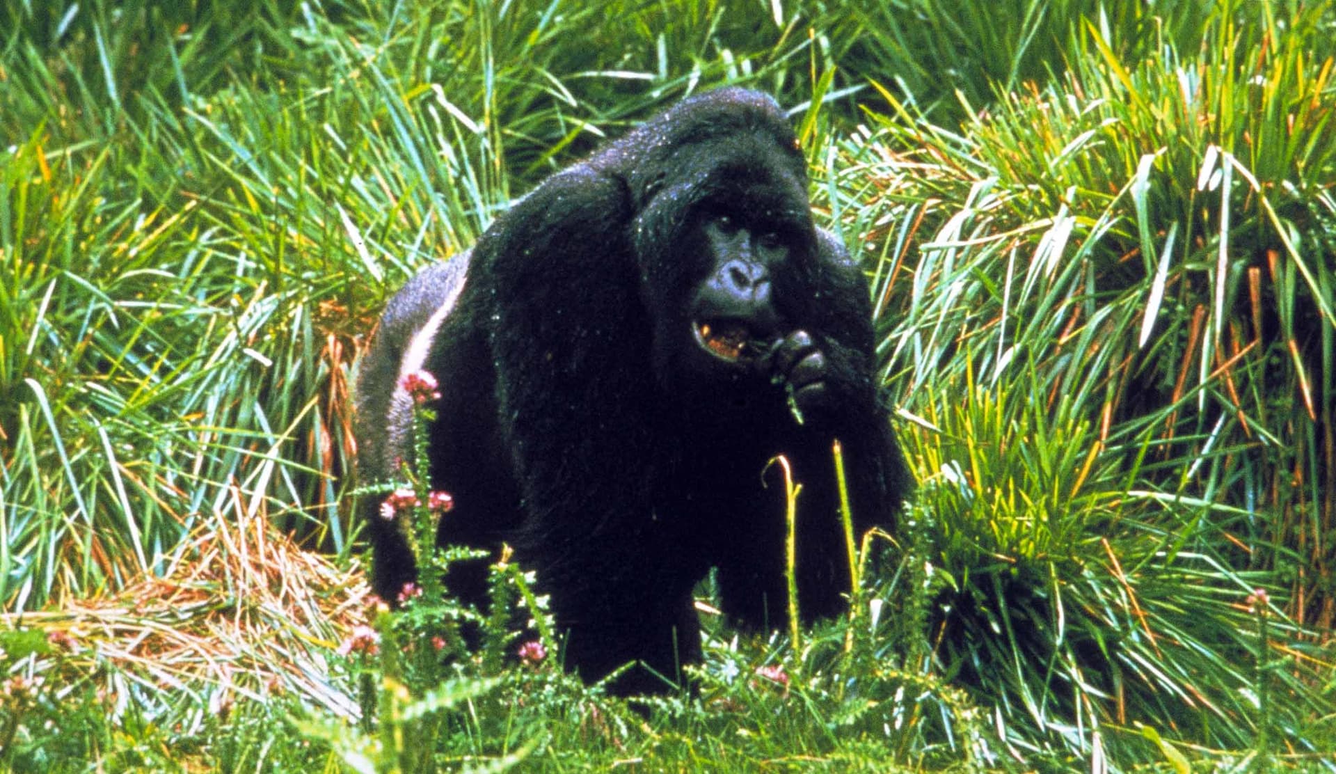 Mountain Gorilla