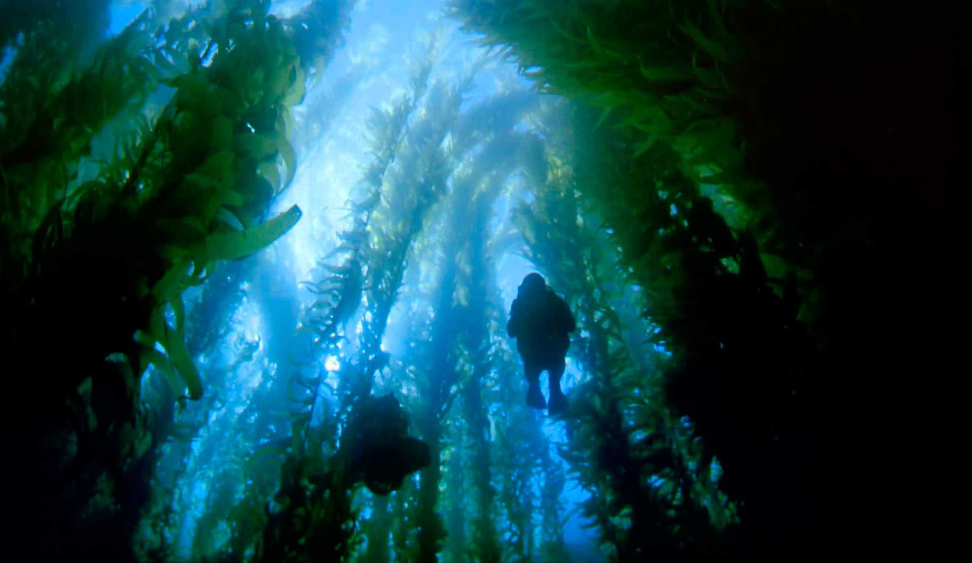 Search for the Great Sharks